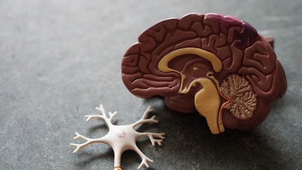 Neurociência Aplicada à Leitura